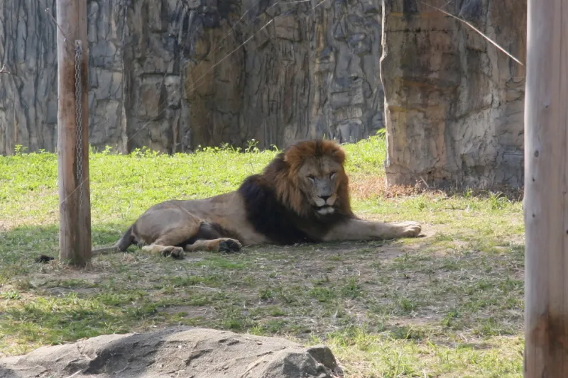 木陰でのんびりと過ごしているライオン 