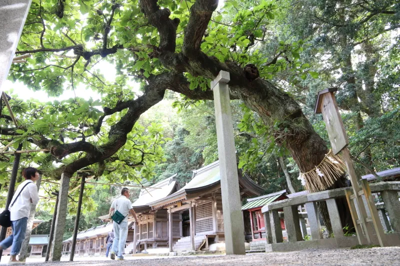 樹齢５５０年、ご神木となっているナラの木 