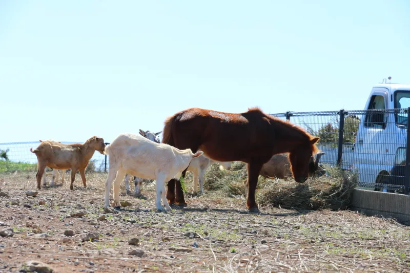 馬・羊・ヤギなどを飼育する、ふれあい牧場が併設 