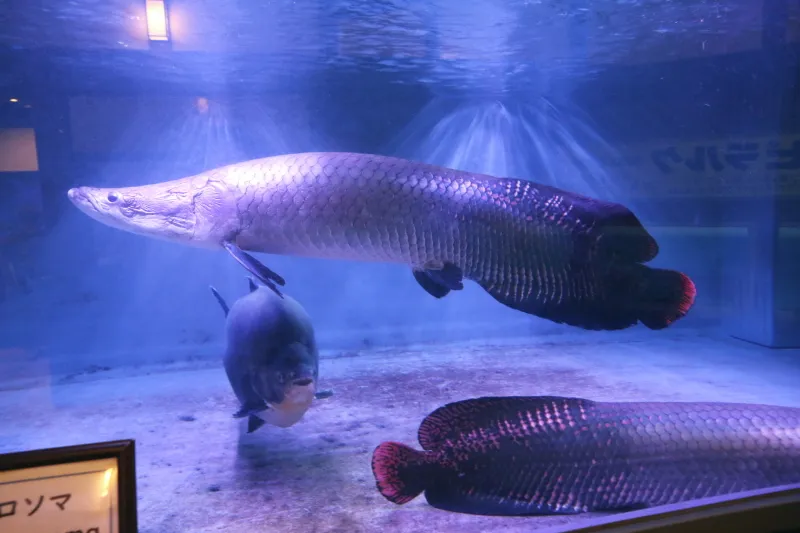 体長４ｍにもなる世界最大の淡水魚「ピラルク」 