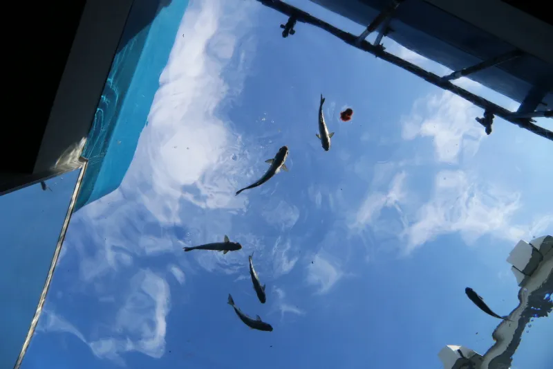 トンネル水槽を下から見上げると魚が空を飛んでいるような光景 