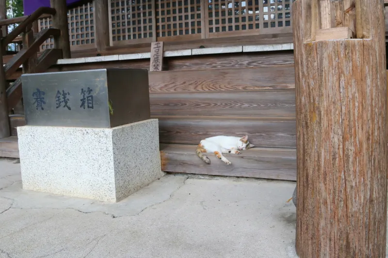 拝殿のところで参拝者を出迎えていた、神社の猫さん 