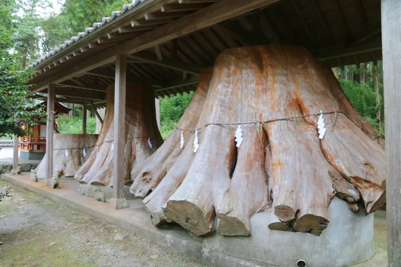 台風によって倒されて伐採された御神木の切株 
