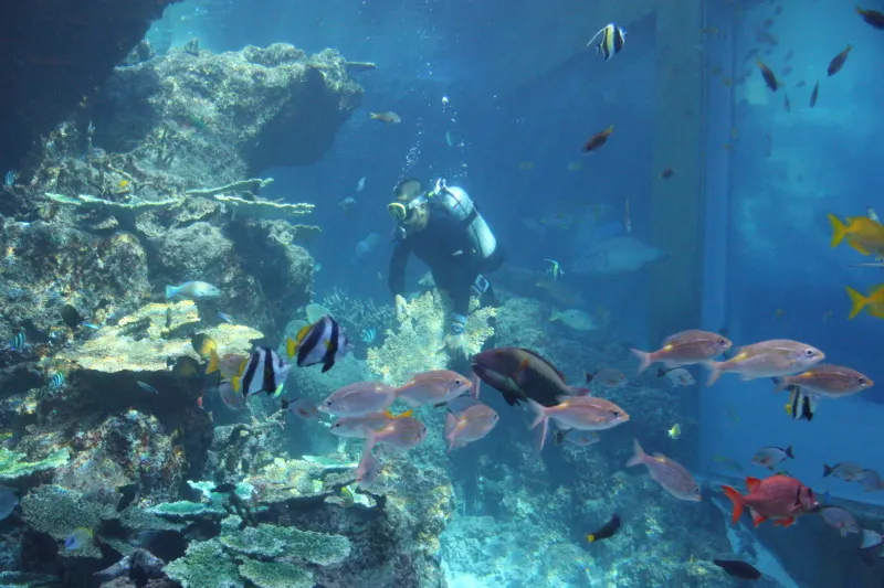 沖縄を代表する色鮮やかな魚が泳ぎ、海底散歩している感覚 