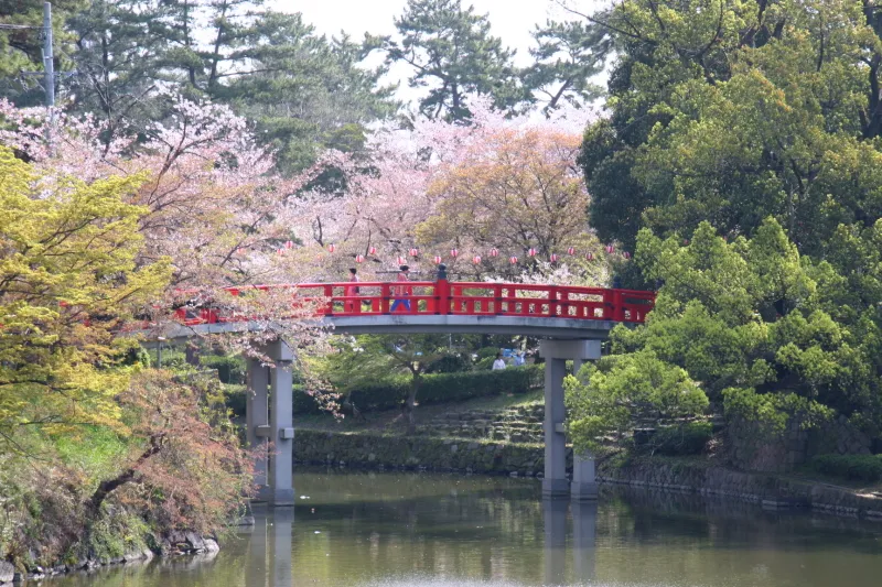 岡崎公園は桜の名所でもあり、内堀に架かる神橋と桜 