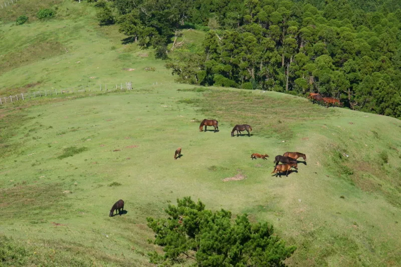 御崎馬が草を食べる、のんびりとした景色の広がる場所 