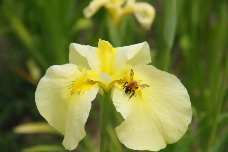 黄色い花を咲かせる「愛知の輝」と言う品種 